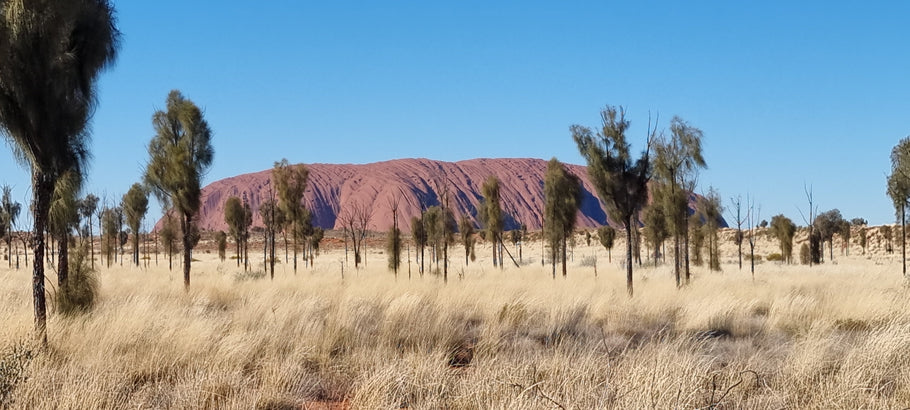 Settling back into home again